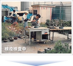 1993年45才   退職し盆栽輸出業に専念する